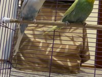 Çift dişi ve erkek muhabbet kuşumuz