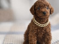 Red Brown Toy Poodle Yavruları