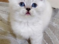 Acil british shorthair kedisi yavrularımız