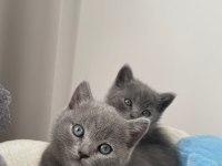 Anne Altından 3 Haftalık British Shorthair