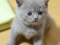 British shorthair kedisi yavruları