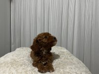 Üst Düzey Poodle Yavrular Yeni Ailesini Aramakta