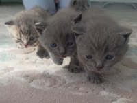 Masmavi gözlü minik mucize kediler