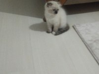 British Shorthair Yavrular