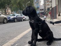 Siyah Erkek Cane Corso