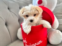 Maltese terrier xs a kalite e doğumlu