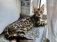 Orijinal bengal kediler