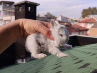 Hollanda Cüce Tavşanlarımı Sahiplendirilecektir
