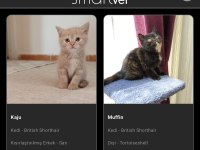 Acil Yuva Aranıyor Bir Dişi Bir Kısır Erkek British