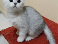 Güzel Scottish Straight Kızım Yeni Yuvasını Arıyor