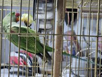 Jumbo Boy Alexander Papağanı