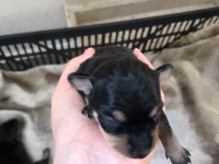 2 Tane Minyatür Pinscher 0 Numara