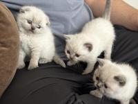 Scottish Bluepointler 45 Günlükken Teslim