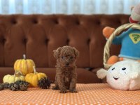 Tea cup poodle dişi yavrular