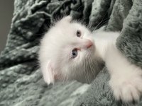 Maviş Yavru 35 Günlük Erkek Kedimiz Kar Tapu