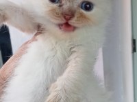 British İle Scottish Minnoş Kediler