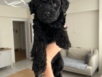 Silver Poodle Yavruları