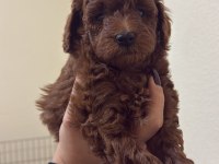 Red Brown Toy Poodle Yakışıklı Erkek