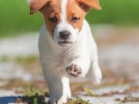 Kısa Bacak Jack Russell Bebekler