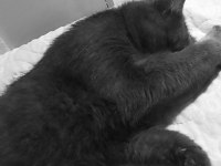 Acil Sahiplendirme Kedimiz