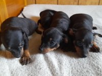 Sıfır Numara Mükemmel Pinscher Yavrularımız