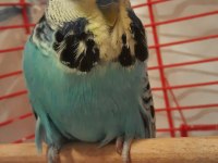 Show Jumbo Erkek Muhabbet Kuşu