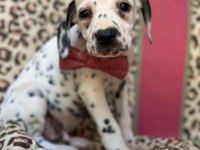 Orijinal dalmaçyalı yavrular - enerjik ve asil ırk