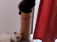 Top Kafa Yüksek Kalite Irk British Yavrular