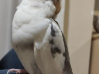 2 yaşında erkek sultan papağanı