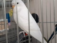 Jumbo Ve Yerli Muhabbet Kuşu