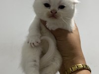 Scottish fold bebekler