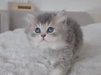 Harika renk british longhair bebekler