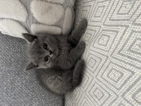 İzmir’in British Shorthair Prens Ve Prensesleri