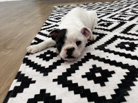Standart French Bulldog Yavrular