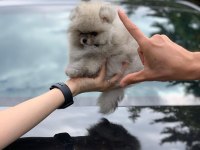 %100 Orjinal Ayı Surat Pomeranian Yavruları