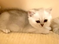 Yakışıklı Mavi Gözlü Minnak British Shorthair