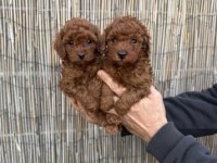 Toy poodle yavru köpeklerimiz için ulaşın