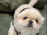 Safkan Pekinez Yavru Köpekler