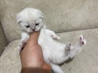 British longhair yavrular