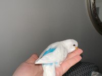 Yeni Yeme Düşen Muhabbet Kuşu Yavrular Esenler İstanbul