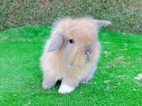 Hollanda teddy lop tavşan yavrular gönderim yapılır