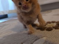 Xxl Boy Maine Coon Yavrular