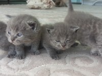 Masmavi Gözlü Minik Mucize Kediler