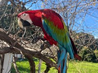 4 yaşında macaw fotoğraf işinde tecrübeli kuşumuz sahiplendirecek