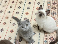 3 Aylık Oyuncu Has Safkan Yavru Kediler