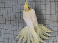 Sağlıklı Sultan Papağanları