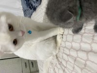 Beyaz Scottish Fold Kedimiz