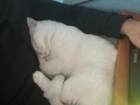 Kedimi Sahiplendirmek İstiyorum