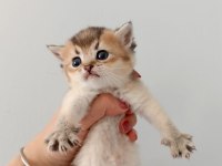 Scottish Fold Yavrularımız