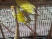 Lutino Kırmızı Göz Sevda Papağanı Çifti